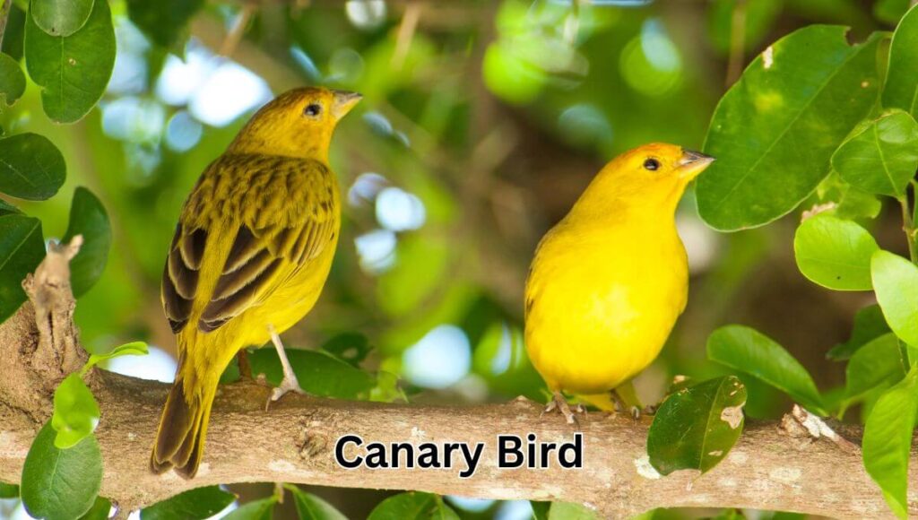 Canary Bird 