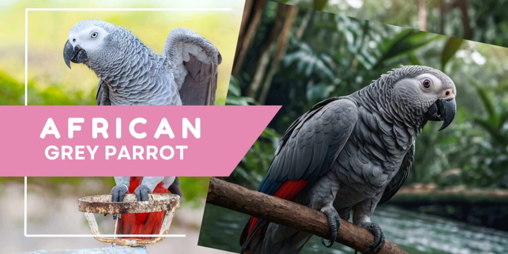 african grey parrot 