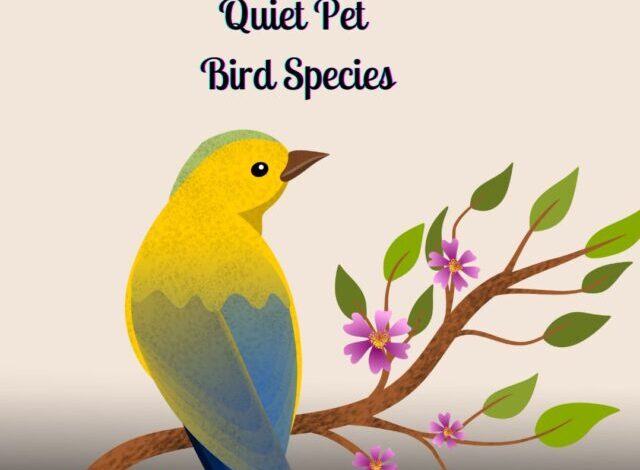 Top 5 Quiet Pet Bird Species