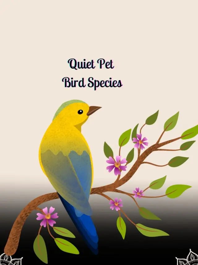 Top 5 Quiet Pet Bird Species