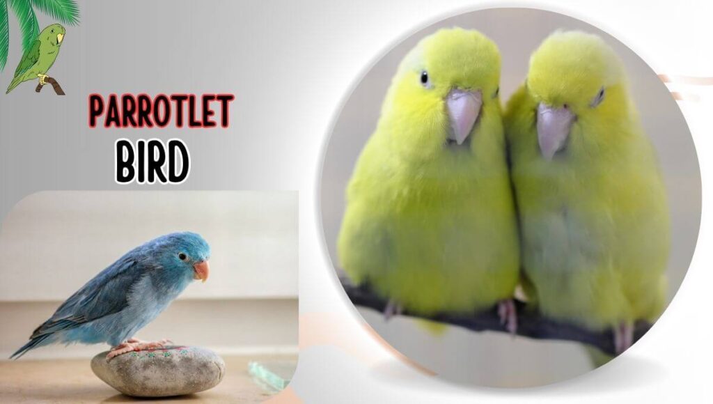 parrotlet birds 