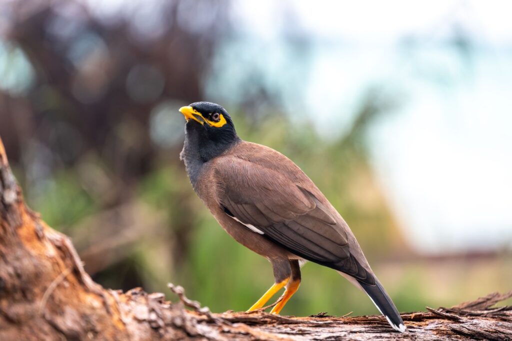 Common Mynah Bird