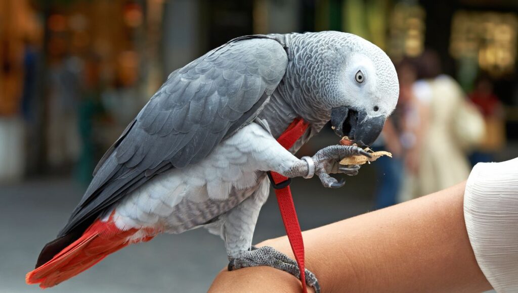 Congo African Grey