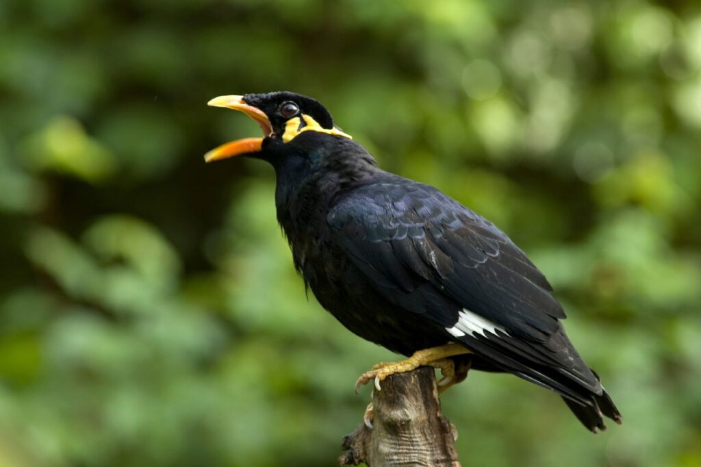 Greater Indian Hill Mynah