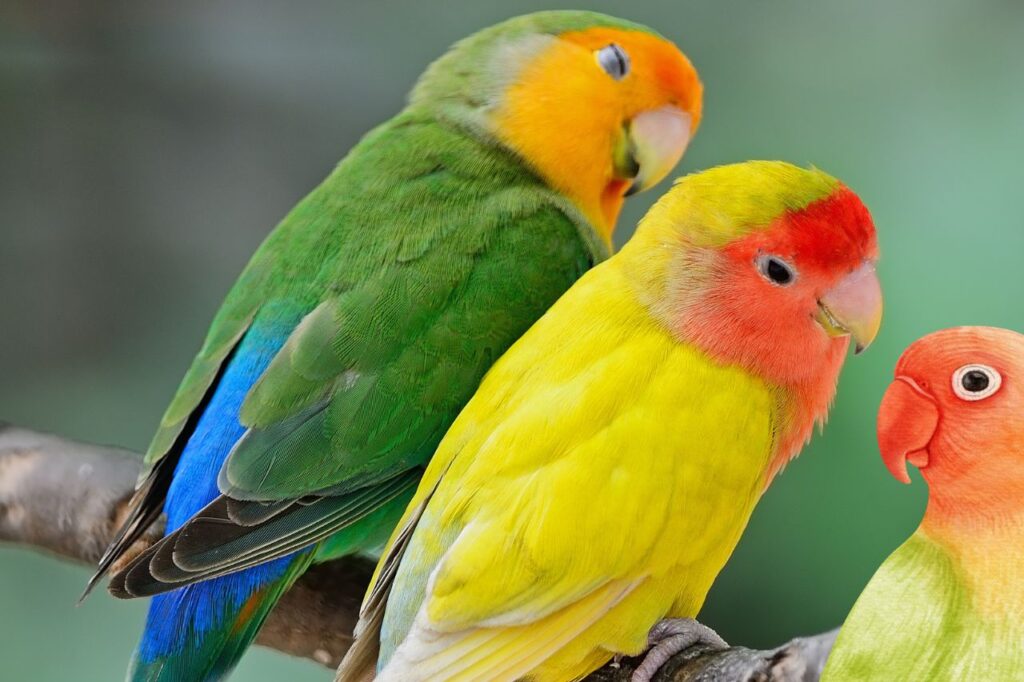 Lovebird(Agapornis Bird)