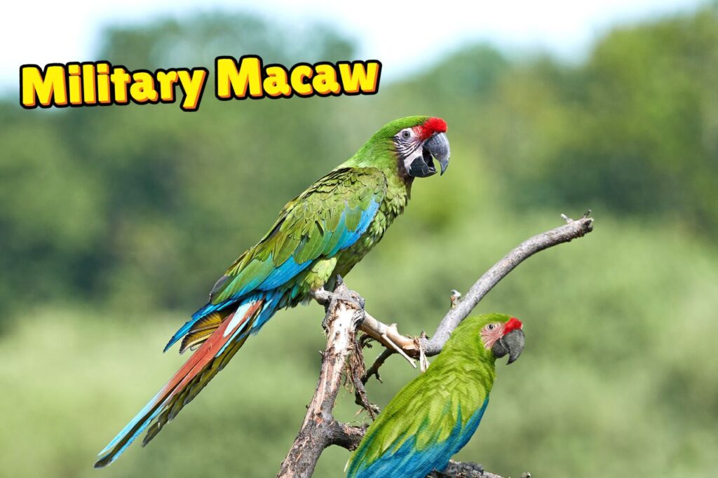 Most Beautiful Parrots of the Macaw Family.