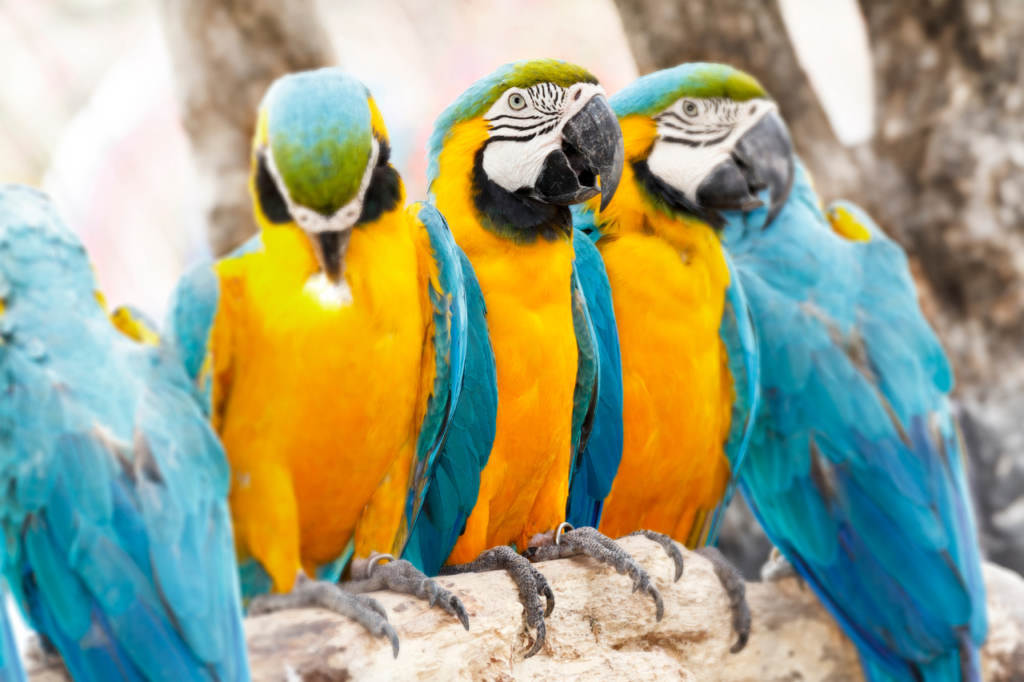 Most Beautiful Parrots of the Macaw Family.