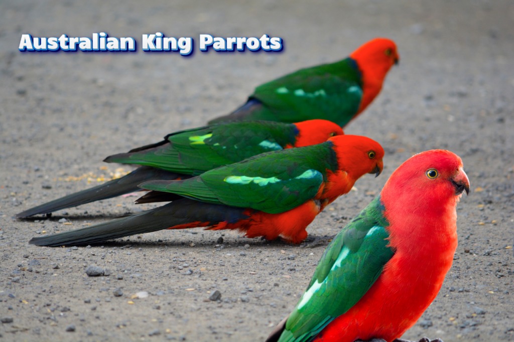 Most Beautiful Parrots of the Macaw Family. 