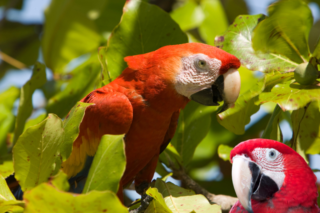 Red-headed Macaw