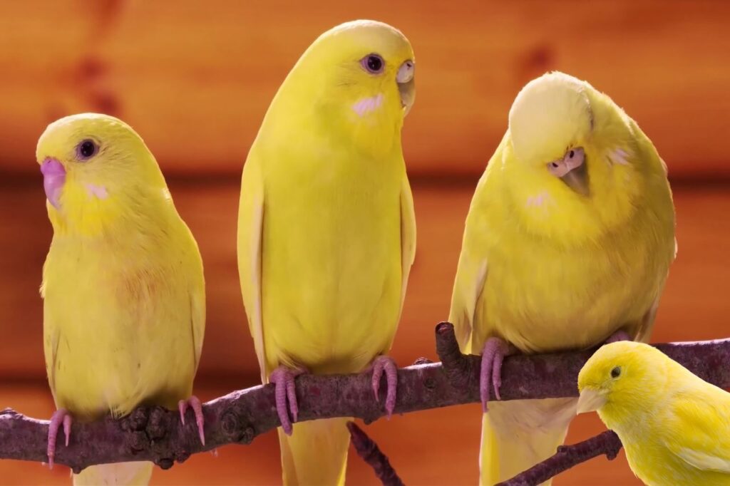 Canary pet birds