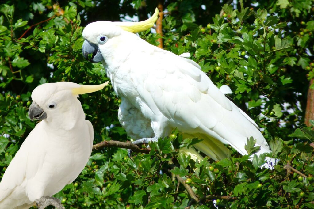 Cockatoo Pet Bird