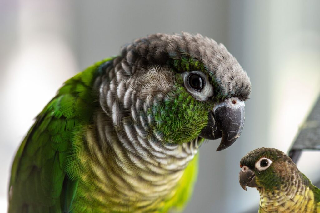 Conures pet bird