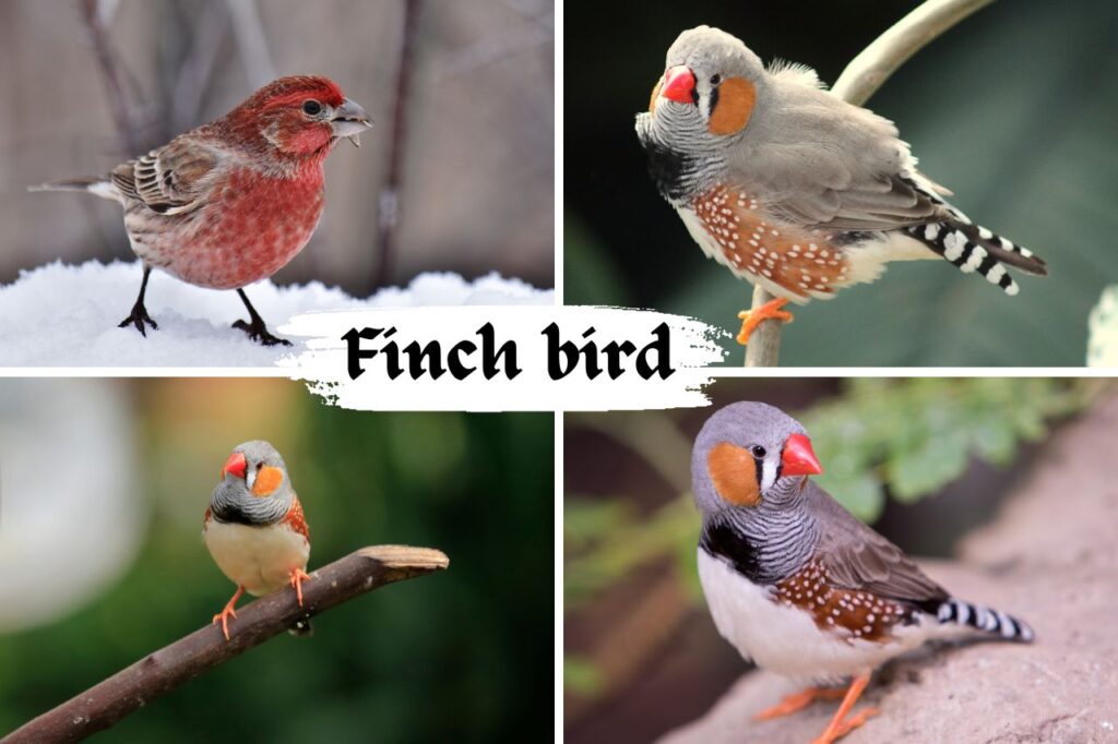 Finch bird