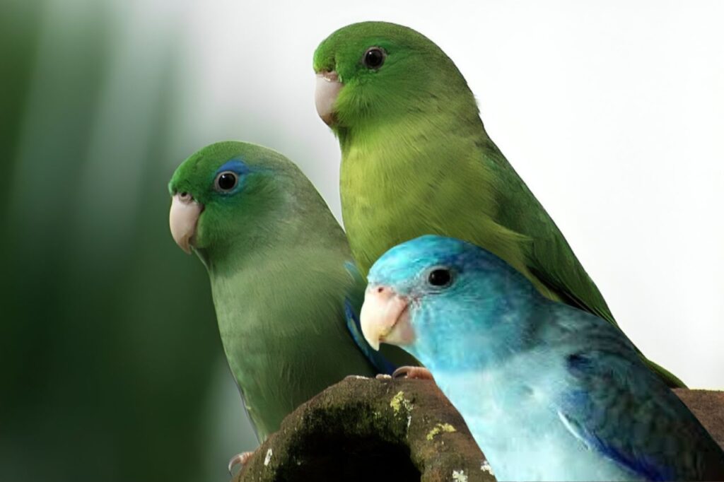 Parrotlet Bird